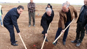Dinar Organize Sanayi Bölgesine 1000 adet badem fidanı dikildi