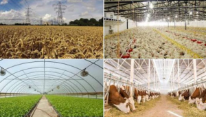 Tarımsal İşletmelerde elektrik indiriminden yararlanacaklar belirlendi İşte o işletmeler