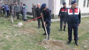 Çay İlçe Jandarması 180 Çam Fidanı Dikti