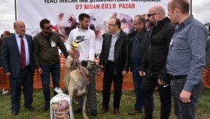 Türk Çoban Köpekleri Festivali Afyonkarahisar'da yapıldı