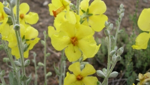 Eber Sarısını koparana büyük ceza veriliyor