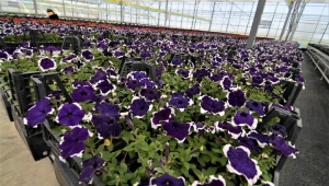 Jeotermal Suyla Sandıklı Çiçek Açtı