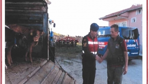 Son Dakika….Afyonkarahisar’da Hayvan hırsızları yakalandı