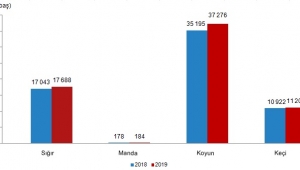 Büyükbaş hayvan sayısı arttı