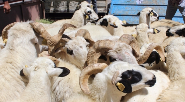 Anaç koyun keçi desteği 196 bin 116 yetiştiriciye 580 milyon lira 27 Mart Cuma günü yatacak