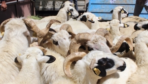 Anaç koyun keçi desteği 196 bin 116 yetiştiriciye 580 milyon lira 27 Mart Cuma günü yatacak