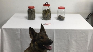 Son Dakika…..Afyonkarahisar’da işyerinde esrar ele geçirildi 2 gözaltı var