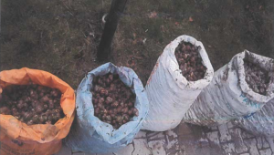 Son Dakika…….Afyonkarahisar’da salyangoz toplayanlara büyük ceza