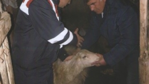 Son Dakika…..Koyun hırsızlarına suçüstü 2 kişi gözaltında