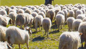 53 Milyon Liralık Çoban Desteği Ödemeleri Bugün Başlıyor