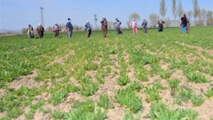 Afyonkarahisar'da Tarlaların Mor ve Beyaz Süsü Haşhaşın Üretimi Devam Ediyor