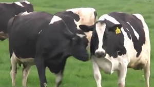 Afyonkarahisar'daki Büyükbaş Hayvan Sayısı 416 500'dür