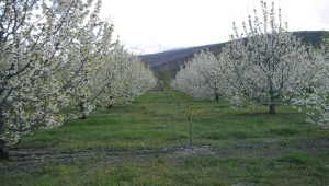 Afyonkarahisar’ın Sultandağı ilçesinde Kirazlar Çiçek Açtı