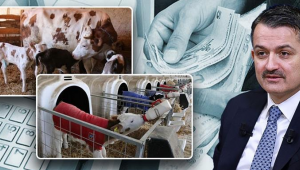Buzağı Destek Ödemeleri 24 Nisan'da Başlıyor