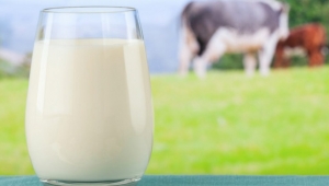 Çiğ süt prim destekleri yeniden artırıldı Nisanda ödenecek