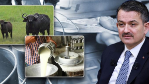 Çiğ Süt ve Manda-Malak Destek” Ödemeleri Bugün Başladı