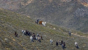 Emirdağ yaylalarında havadan görüntülenen yılkı atları büyüledi