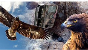 Kaya Kartalı Ailesine Kameralı Takip