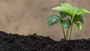 Koronavirüs, Ekolojik Dönüşüm İçin Fırsat Sunuyor