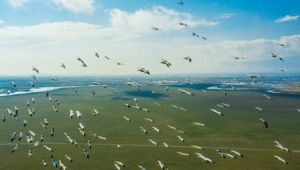 Pelikanlar Eber Gölü'nde görüldü