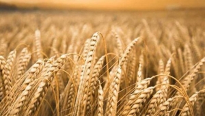 TMO’dan besici ve yetiştiriciye 90 gün vadeli arpa desteği