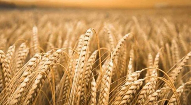 TMO Nisan ayında piyasaya ne kadar buğday, arpa, mısır satacak?