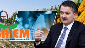 Yeni Geliştirilen Silajlık Mısır Çeşidi Ekonomiye 100 Milyon Lira Katkı Sağlayacak