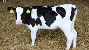 Yetiştiricinin merakla beklediği 2019 buzağı destekleri ödeniyor