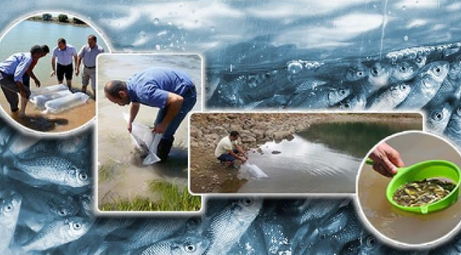 63 İlde Su Kaynaklarına 5 Milyon Sazan Balığı Bırakılacak
