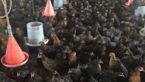 Afyonkarahisar;en fazla kümes hayvanına sahip 7. İldir