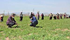 Afyonkarahisar en fazla tarım alanına sahip 12. İldir