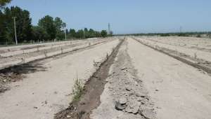 Çay’da 750 Ağaç Fidanı Dikildi