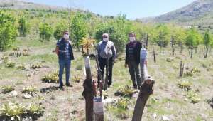 Dinarlı Hayırsever 250 adet mahlep’e kiraz aşıladı