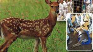 Doğaya Salınacak 23 Alageyik Adaptasyon Sürecine Alındı