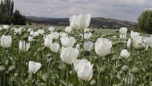 Haşhaş tarlalarında mor beyaz güzellik