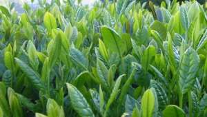 İçişleri Bakanlığı'ndan çay genelgesi