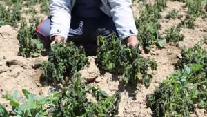 Sandıklı Ziraat Odası Başkanı Toptaş : Soğuk hava patates ve sebze fidelerini olumsuz etkiledi