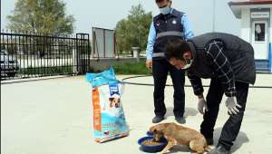 Siz Evdeyken Can Dostlarımız Bize Emanet