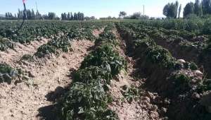 Son Dakika….Afyonkarahisar'da zirai don etkili oldu ekili alanları don vurdu