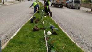 Şuhut Çiçek Açıyor