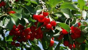 Afyon Kirazı indirimli gönderilebilecek