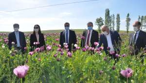 Afyonkarahisar’da Haşhaş Foto Safari