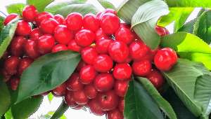 Erkmen Kiraz Bahçeleri