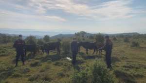 Son Dakika…..Afyonkarahisar’da büyükbaş hayvanları çalan hırsızlar yakalandı