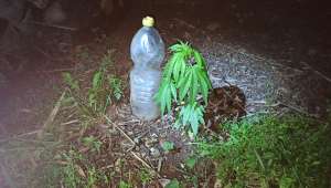 Son Dakika….Afyonkarahisar'da pet şişe içinde hint keneviri yetiştiren şüpheliler yakalandı