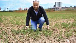 Tarlamızın Hasadını Bekliyoruz