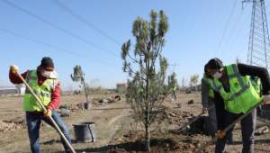 30 Bin Süs Bitkisi Ve 20 Bin Fidan Toprakla Buluştu