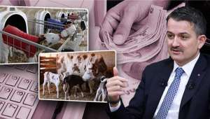 Bakan Pakdemirli: 641,6 Milyon Liralık Buzağı Desteği Ödemeleri Başladı