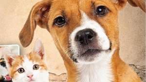 Sokak Hayvanları İçin 14 Milyon Lira Ödenek