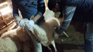 Afyonkarahisar'’da aşılama faaliyetleri devam ediyor